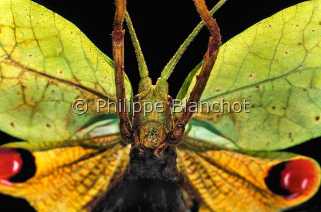 Pterochroza ocellata.JPG - Pterochroza ocellata (Portrait + ailes), Peacock katydid, Orthoptera, Tettigonidae, Brésil